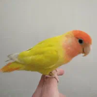 عروس هلندی و کوتوله برزیلی