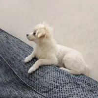 سگ پامر اشبیز ۵ ماهه|سگ|تهران, مسعودیه|دیوار