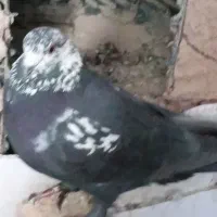 کبوتر|پرنده|شهرکرد, |دیوار