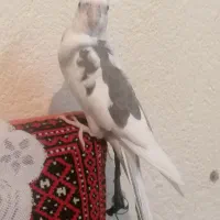 عروس هلندی ماده دو کت|پرنده|اهواز, کمپلو شمالی|دیوار