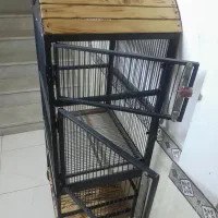 قفس چرخ دار پرنده نونو طوطی عروس هلندی کاسکو|لوازم جانبی حیوانات|مشکیندشت, |دیوار