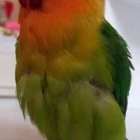 طوطی کوتوله برزیلی