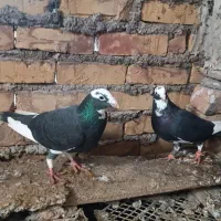 قره و مینا|پرنده|تربتحیدریه, شهرک ولیعصر|دیوار