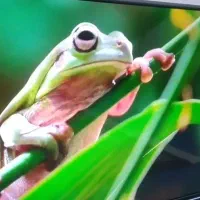 4۳اینچ الجی اصل کره ماهواره سرخود