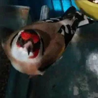 سهره چونه سفید