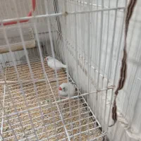 فنج....|پرنده|اهواز, شهرک حفاری|دیوار