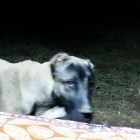 سگ سراب اصل|سگ|بم, |دیوار