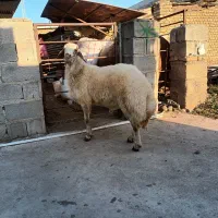 بره قوچ|حیوانات مزرعه|فاضل آباد, |دیوار