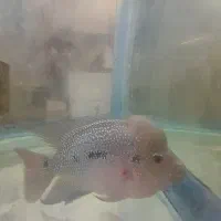 ماهی|ماهی|محمدشهر, جعفرآباد|دیوار