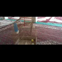 قفس پرنده|حراج|اردبیل, |دیوار