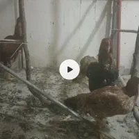 مرغ خروس لاری