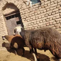 قوچ گله با شیشک به دلیل هم‌خون میفروشم