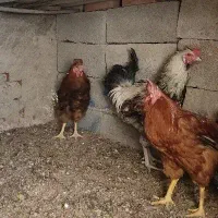 خروس محلی|حیوانات مزرعه|کرمان, |دیوار