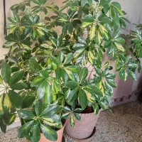 دو عدد گل شفلرا