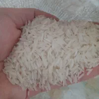 برنج فجر سوزنی