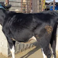 یه راس شنگل هلشناین آبستن سنگین