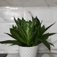 گل سانسوریا طبیعی