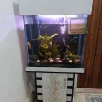 آکواریوم گیاهی|ماهی|قرچک, مهدیه|دیوار