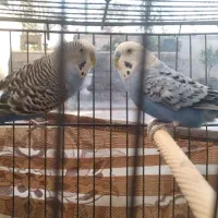 مرغ عشق|پرنده|پردیس, فاز ۲|دیوار