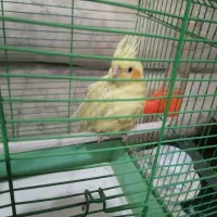 عروس هلندی و مرغ عشق