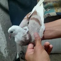 ۶۰۰|پرنده|شیروان (خراسان), |دیوار