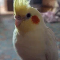 پرنده گمشده