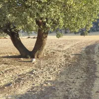 زمین کشاورزی|فروش دفتر صنعتی، کشاورزی، تجاری|ایذه, |دیوار