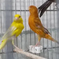 فروش قناری ماده شتری و سرخ سوخته|پرنده|مرودشت, بیست متری بیمارستان|دیوار