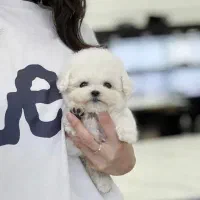 سگ اپارتمانی پودل مالتیز عروسکی مینی|سگ|تهران, پارک شهر|دیوار