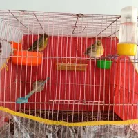 یه جفت قناری گلستر  هر دو کاکلی