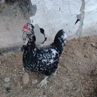 مرغ