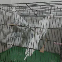 عروس هلندی جفتی بالغ و دونخور وفنچ