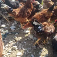 مرغ محلی|حیوانات مزرعه|جم, |دیوار