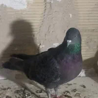 کفتر|پرنده|مشکیندشت, |دیوار