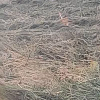 علف یونجه