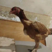 جوجه خروس لاری|حیوانات مزرعه|پیشوا, |دیوار