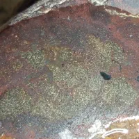 سنگ مشکوک به شهاب سنگ|کلکسیون اشیاء عتیقه|رامسر, |دیوار