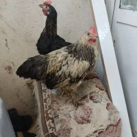 جوجه رسمی نژاد دار|حیوانات مزرعه|تهران, یافت آباد شمالی|دیوار