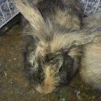 دو عدد خرگوش از نژتد لوپ|موش و خرگوش|خمینی‌شهر, |دیوار