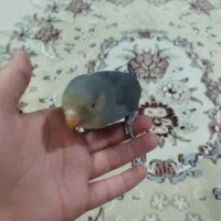 به علت نداشتن جا