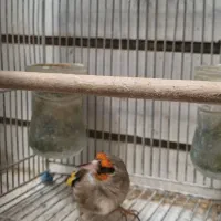 سهره کرمونی