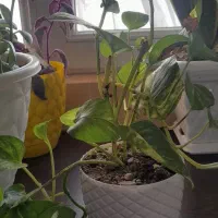 گل های زیبا و سر حال|گل و گیاه طبیعی|مهاجران, |دیوار