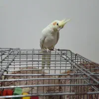 عروس هلندی لوتینو ماده مولد