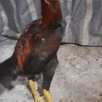 لاری|حیوانات مزرعه|مشگین شهر, |دیوار