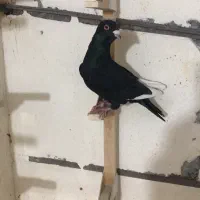 کبوتر|پرنده|لار, |دیوار