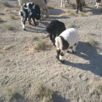 شیشک بره دار|حیوانات مزرعه|زرقان, |دیوار