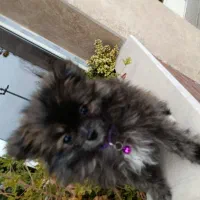 فرشته ی خرسی|سگ|تهران, تهرانپارس جنوبی|دیوار