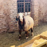 قوچ|حیوانات مزرعه|سیرجان, |دیوار