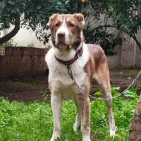 سگ نر الابای  سرابی کانگال ژرمن پژدر خراسانی افغان