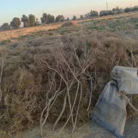 فروش کاه گندم|حیوانات مزرعه|هامون, |دیوار